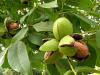 Выращивание грецкого ореха как бизнес: этапы организации собственной ореховой плантации